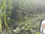 Los jabalíes asolan 17 hectáreas de maíz en Soto del Barco