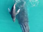 La Eurocámara pide a Noruega que detenga la caza de ballenas