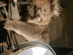 Una koala sobrevive a un viaje de 16 kilómetros atrapada en el eje de un todoterreno en Australia