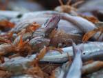 El IEO estudia la reducción de los descartes pesqueros