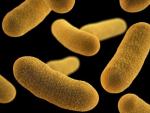 Investigadores sugieren que disminuir las bacterias peligrosas puede ser más eficaz que matarlas