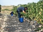 El cambio climático podría provocar que el vino Rioja tenga menos color y acidez, si no hay adaptación de la viticultura