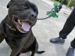 La Junta detecta cerca de 500 perros potencialmente peligrosos sin licencia municipal en lo que va de año