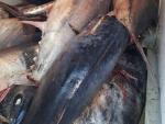 La Inspección Pesquera de la Junta decomisa 941 kilos de atún rojo no apto para consumo en Mercamálaga