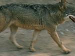 WWF exige a Javier Fernández que detenga el "exterminio oficial" del lobo en Asturias