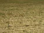 El Gobierno reitera a Agricultura que declare la situación de sequía en la margen derecha y alto Ebro