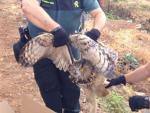 La Guardia Civil rescata en La Carolina a un búho real que había quedado atrapado en una alambrada