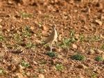 El corredor sahariano, un ave propia de entornos desérticos, cría en Granada por primera vez
