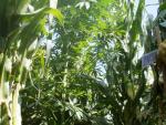 Incautadas cien plantas de marihuana escondidas en maizales en Mendigorría y Larraga (Navarra)