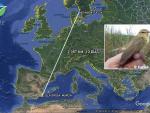 El "espectacular" viaje del mosquitero musical, un ave de 9 gramos que ha volado de Murcia a Suecia en 10 días