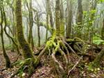 El Consejo Nacional Forestal, un paso más cerca de constituirse tras una década de espera