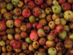 La D.O. Euskal Sagardoa espera una "cosecha histórica" de manzana de sidra en Euskadi con 10 millones de kilos