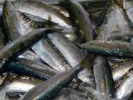 El Gobierno acuerda el cierre de las pesquerías de sardina y jurel en el Golfo de Cádiz