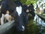El Sindicato Labrego estudia denunciar ante la CNMC los precios de la leche "artificialmente bajos" en Galicia