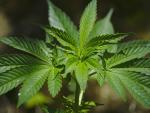 Una comisión del Congreso aprueba un proyecto de ley para permitir el uso medicinal del aceite de cannabis