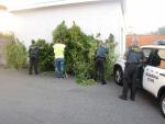 Decomisan en Catoira (Pontevedra) 16 plantas de marihuana propiedad de dos hermanas