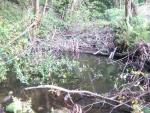 Coordinadora Ecoloxista denuncia ante Confederación Hidrográfica vertidos forestales en el río Merón (Villaviciosa)