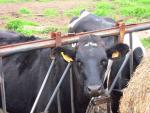 Medio Rural abonará casi un millón de euros a 698 ganaderos de leche cántabros