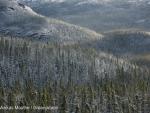 Greenpeace pide evitar los efectos del cambio climático a la taiga, los ecosistemas del bosque boreal que almacenan CO2