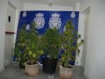 Detenida una persona que mantenía siete plantas de marihuana en la terraza de una vivienda de Segovia