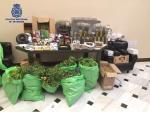Detenidas tres personas con 100 plantas de marihuana en una vivienda de Morón de la Frontera