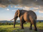 El elefante era uno de los más bellos ejemplares de África, según los expertos en la fauna de Zimbabue.
