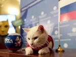 Fotografía del gato Aquiles, oráculo del Mundial de Rusia.