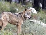 Fotografía de archivo de un lobo ibérico. EFE/Mariam A. Montesinos