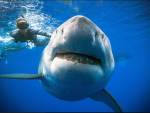El ancho inusual del tiburón hembra puede indicar que está preñada Foto: @JuanSharks