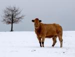 Un toro en un campo en Cadavo-Baleira (Lugo) nevado tras el paso de la borrasca Helena.EFE/ Eliseo Trigo