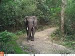 Los amigos de la víctima contaron que murió a causa de un elefante (Foto: South African National Parks)
