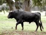Más de 150.000 trabajadores dependen de la supervivencia del toro bravo en EspañaEFE