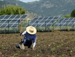 El sector agrícola tira de la nueva potencia fotovoltaica.