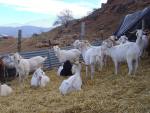 COAG-A recuerda a los productores de leche de oveja y cabra la obligación de inscribirse en el registro general