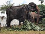 Fotografía de Tikiri, la elefanta de 70 años explotada en Sri Lanka.