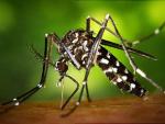 Mosquito tigre ejemplar ecologistas advierten daño
