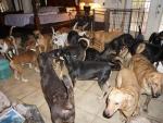 Fotografía de algunos de los 97 perros refugiados en la casa de Chela Phillips.