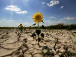 Desertización. Sequía. Ola de calor. Cambio climático