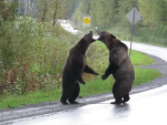 Fotografía de dos osos peleándose en una carretera de Canadá.