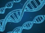 Científicos identifican una proteína implicada en la reparación correcta del ADN