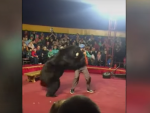 Fotografía de un oso atacando a su entrenador en un circo de Rusia.