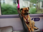 Fotografía viral de Olive, el perro abandonado en un bus.