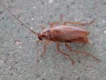 Fotografía de la Blatella Germanica, la cucaracha rubia o alemana encontrada en un oído en China.