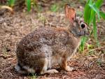 Fotografía de un conejo de monte.