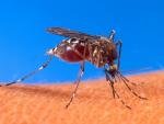 Cuba está en alerta máxima por el aumento de los mosquitos que transmiten el dengue