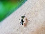 Un anticuerpo protege contra el virus Zika y el dengue