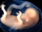 La exposición del feto a contaminantes ambientales altera la fertilidad durante generaciones