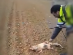 Fotografía del zorro maltratado por un cazador en Huesca.