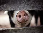 La epidemia de peste porcina en China mantiene en vilo la cotización de los futuros del magro de cerdo