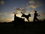 Los perros callejeros de Franja de Gaza ya tienen un refugio